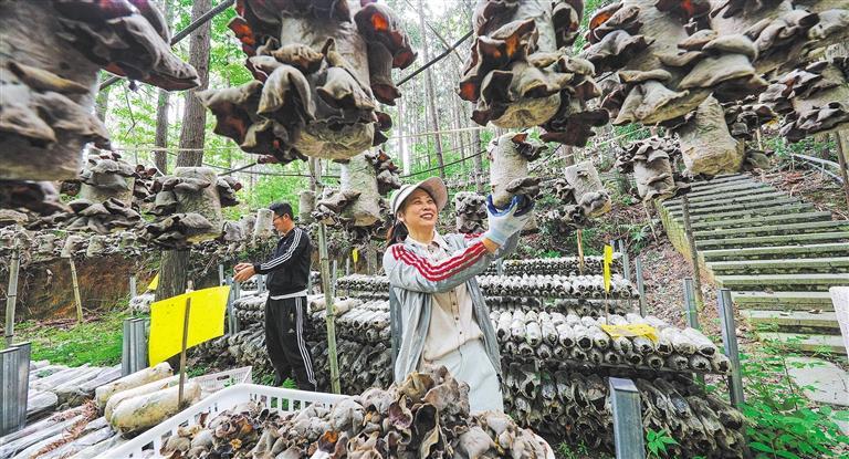 量发展产业调研】林下生金不朽情缘游戏网站